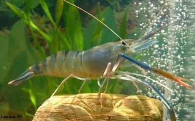 Kỹ thuật nuôi tôm càng xanh trong ao đất mang lại hiệu quả cao!