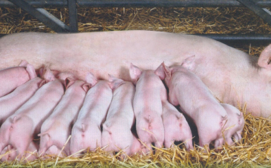 KỸ THUẬT CHĂN NUÔI LỢN NÁI SINH SẢN MANG LẠI HIỆU QUẢ CAO