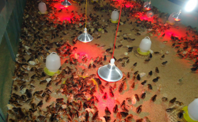 Hướng Dẫn Cách Chăm Sóc Gia Cầm Vào Mùa Lạnh Hiệu Quả!