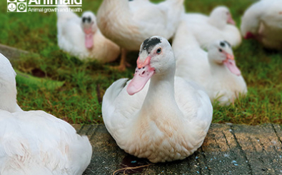 Dấu hiệu nhận biết gia cầm thiếu vitamin và cách giải quyết