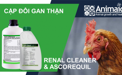 Cặp Đôi Gan Thận Renal Cleaner và Ascorequil