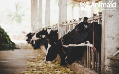 Vai trò của vitamin cho gia súc trong chăn nuôi