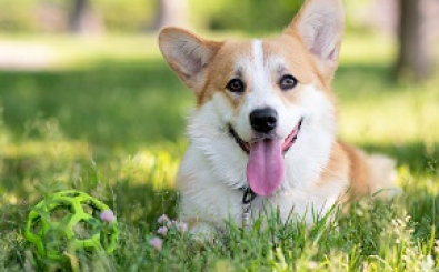 PROBIOTICS VÀ PREBIOTICS ĐỐI VỚI SỨC KHỎE CỦA THÚ CƯNG